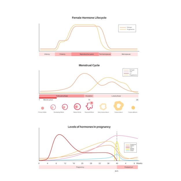 Vector menstrual cycle and pregnancy graphic hormones in the female body progesterone prolactin hcg estradiol oxytocin and cortisol in the woman body fsh and lh medical chart flat vector illustration