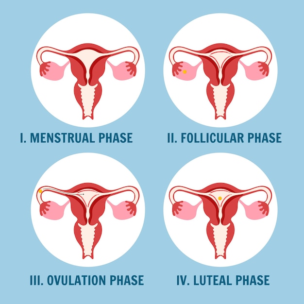 Menstrual phases in female reproductive system in vector illustration