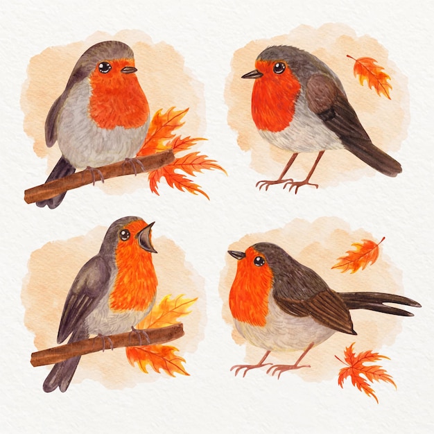 Vector met aquarel geschilderde robin-collectie