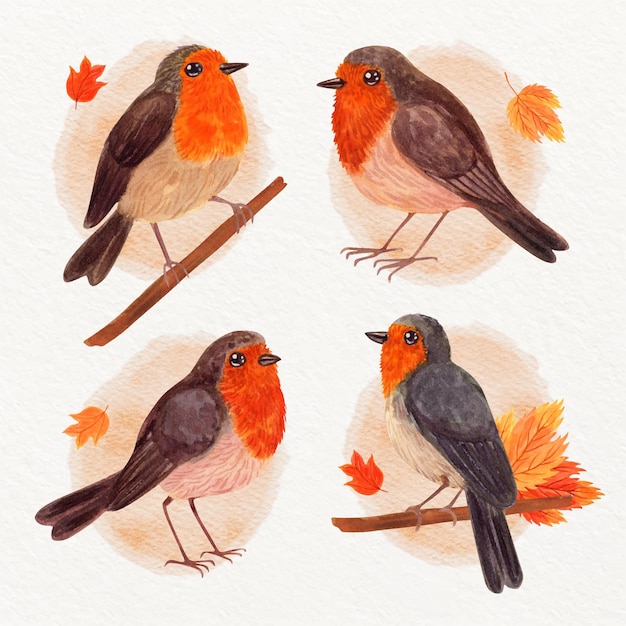 Vector met aquarel geschilderde robin-collectie