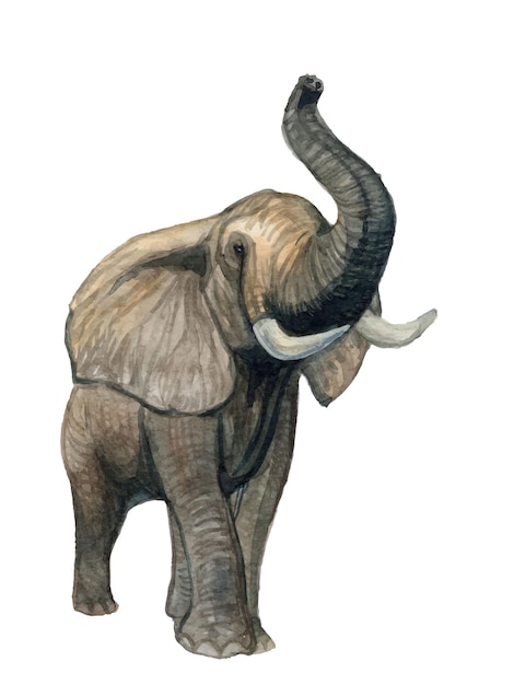 Vector met de hand beschilderde olifant