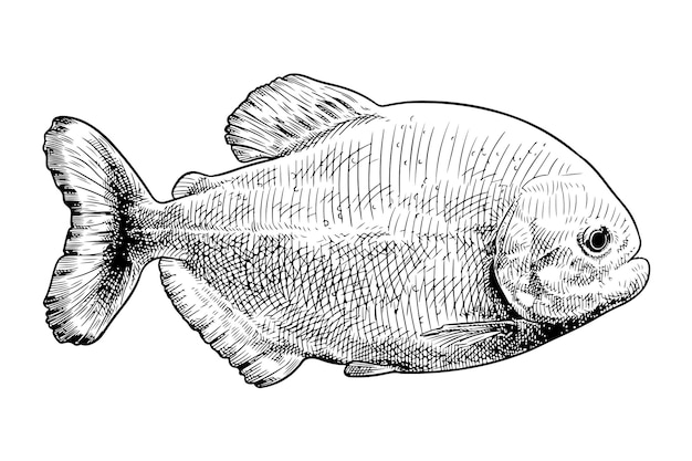 Met de hand gemaakte illustratie van een piranha