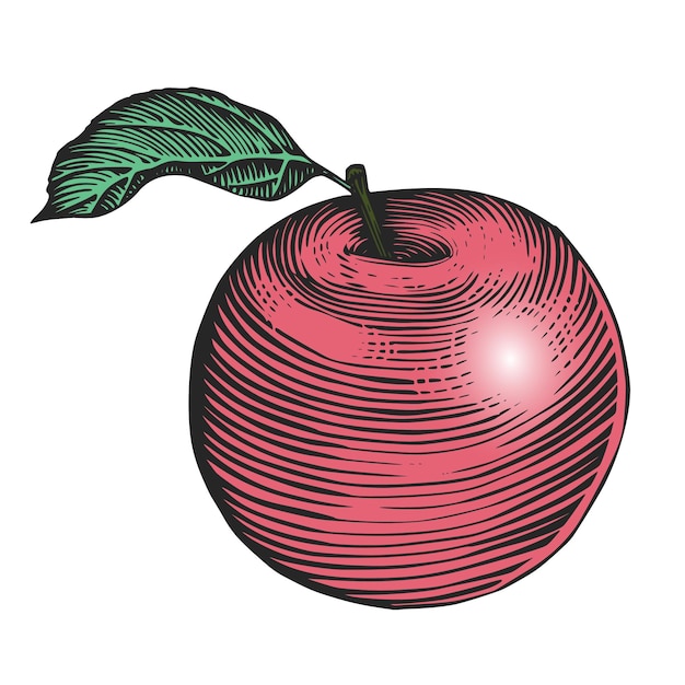 Vector met de hand getekend en met kleur gegraveerde verse appel