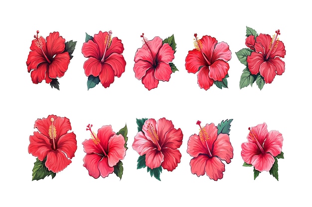 Vector met de hand getekend hibiscus bloemenarrangement clipart