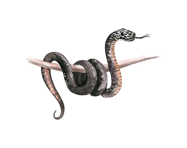 Met de hand getekende aquarel Australische dieren Australische rode buik zwarte slang illustratie