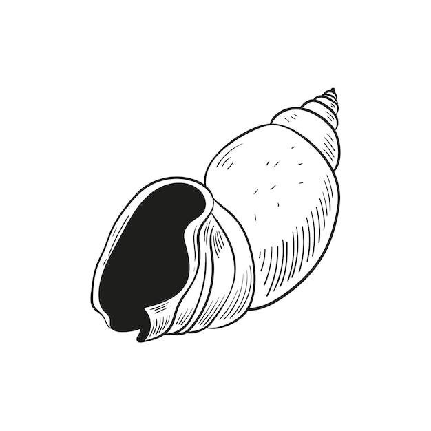 Met de hand getekende, gegraveerde lijnillustraties van realistische schelpen van weekdieren in verschillende vormen