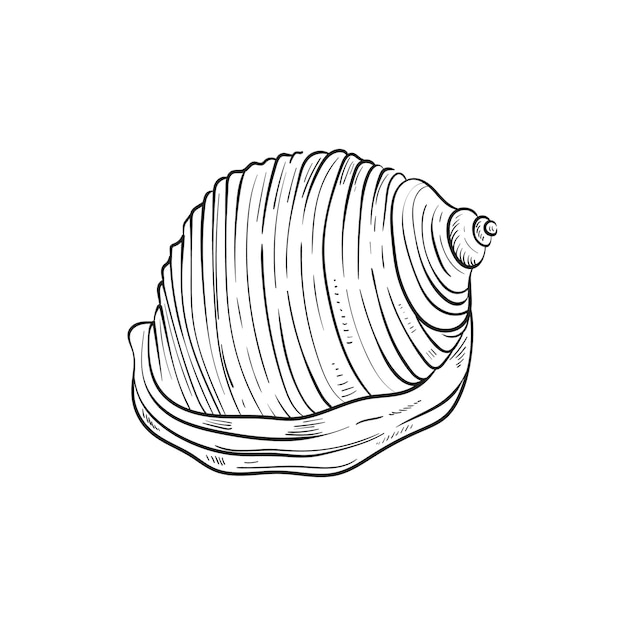 Met de hand getekende, gegraveerde lijnillustraties van realistische schelpen van weekdieren in verschillende vormen