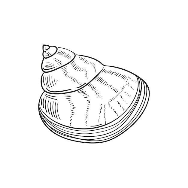 Met de hand getekende, gegraveerde lijnillustraties van realistische schelpen van weekdieren in verschillende vormen