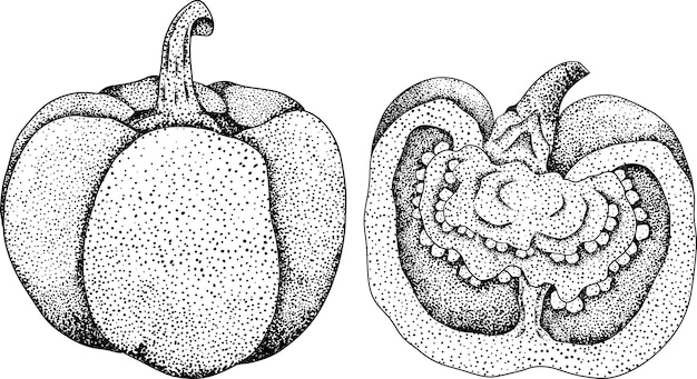 Met de hand getekende gravure vector illustratie van verschillende soorten peper Bell zoete pepers paprika