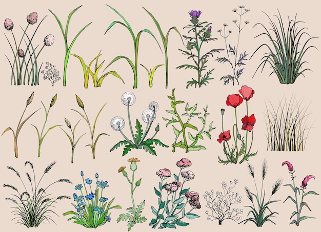 Vector met de hand getekende illustratie van veldbloemen en gras