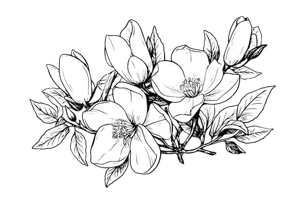 Vector met de hand getekende magnolia bloem inkt schets gravure stijl vector illustratie