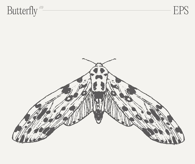 Met de hand getekende monochrome vlinderillustratie op een lege achtergrond vector sketch
