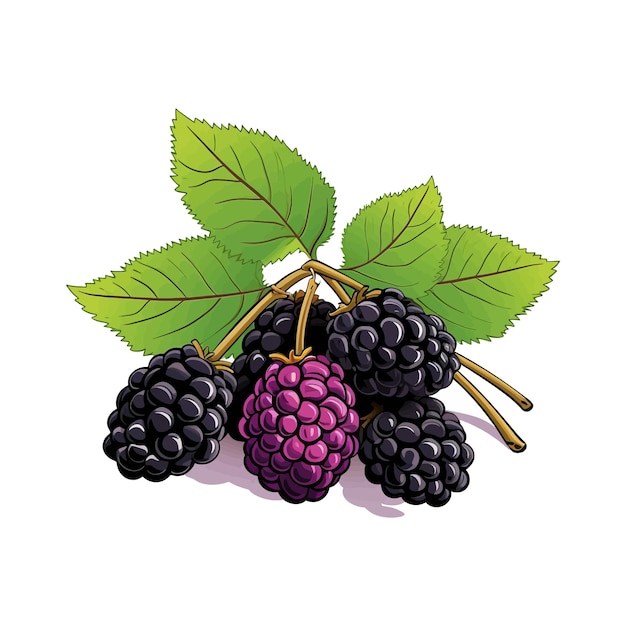 Met de hand getekende mulberry vector cartoon geïsoleerde witte achtergrond