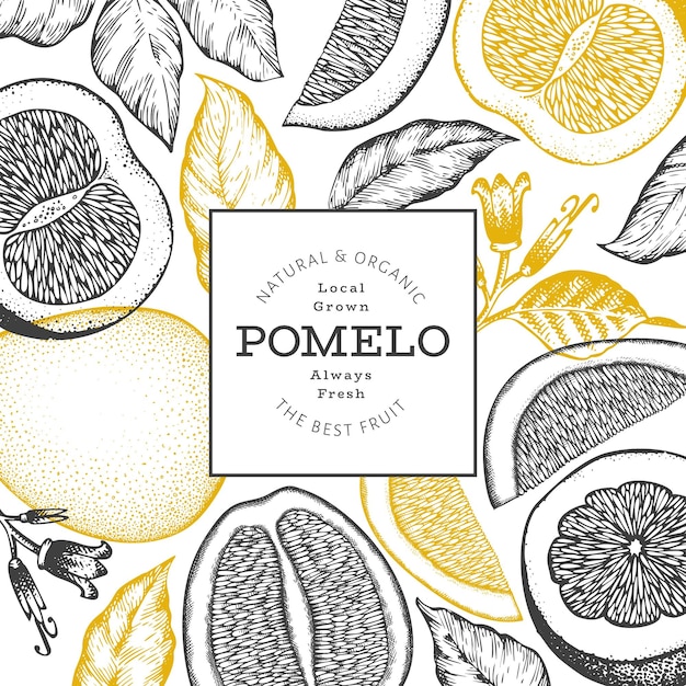 Vector met de hand getekende pomelo-banner in schetsstijl vectorillustratie van biologisch vers fruit