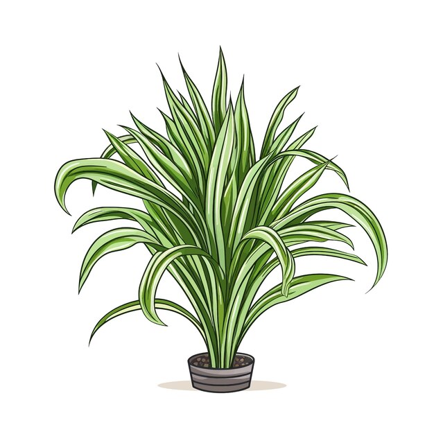 Vector met de hand getekende spider plant chlorophytum comosum cartoon vector illustratie clipart witte achtergrond