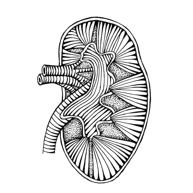 met de hand getekende tekening van een menselijke nier