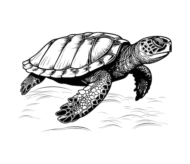 Met de hand getekende vectorillustratie van een schildpad