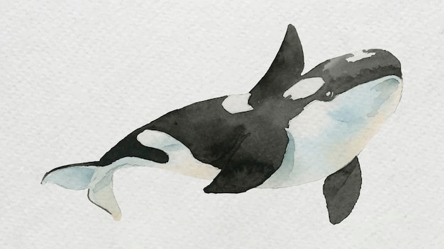 Met waterverf geschilderde orka op witte canvasvector