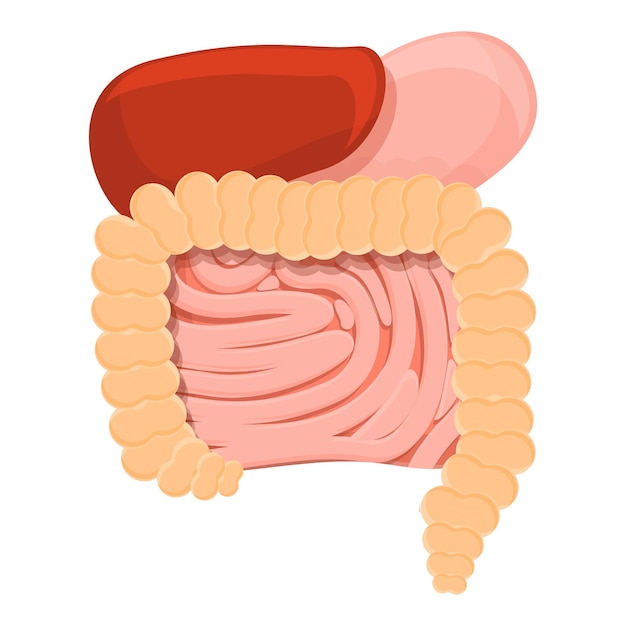 Vector metabolic digestion system icon cartoon of metabolic digestion system vector icon for web design isolated on white background