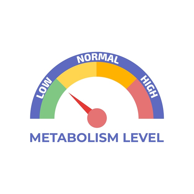 Misuratore di livello metabolico con freccia elemento indicatore infografico illustrazione vettoriale