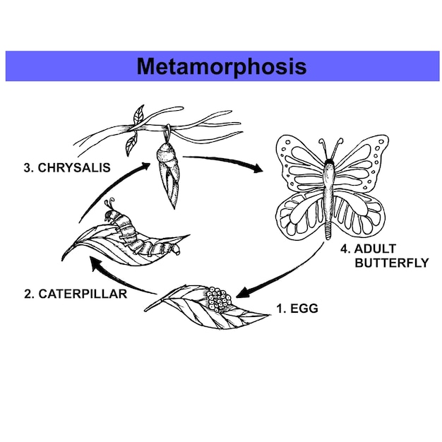 Metamorphosis butterfly