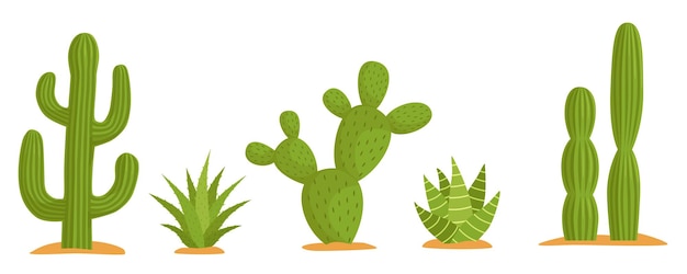 Vettore set di cactus e piante grasse messicani