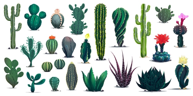 Mexican and desert cartoon cactuses succulents