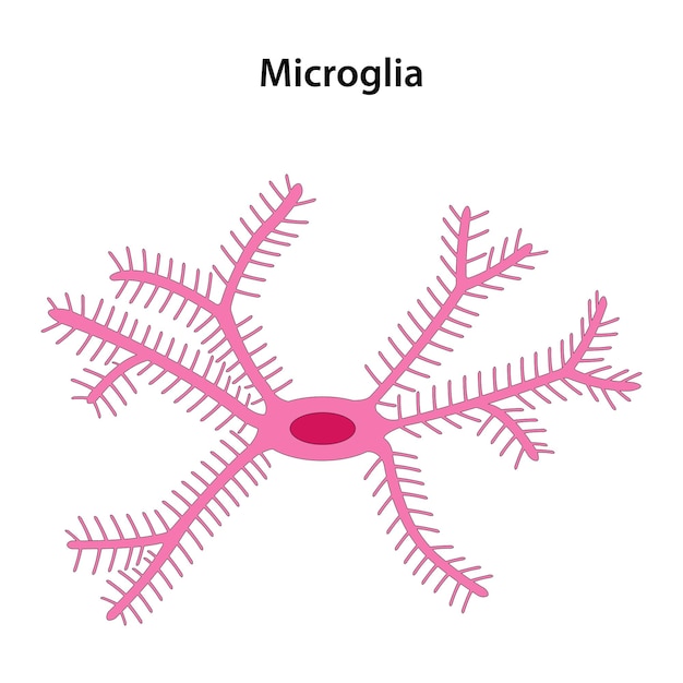 Vector microglial cell a type of neuroglia