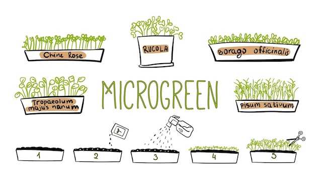 Microgreen doodle illustrazione vettore