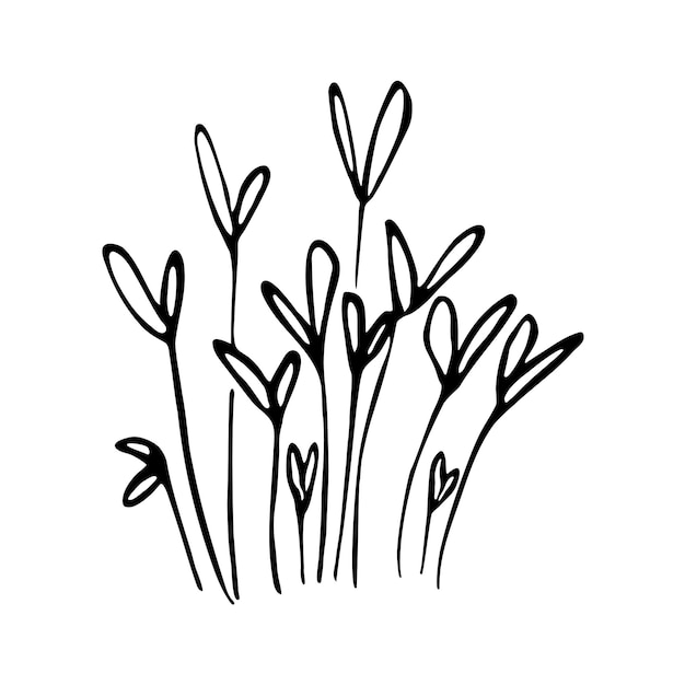 Microgreen koriander minimalistische schets illustratie Gezonde voeding concept eco biologische boerderij