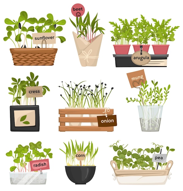 Microgreen label pictogrammenset met zonnebloem bieten rucola tuinkers ui mung radijs maïs en erwt beschrijvingen vector illustratie