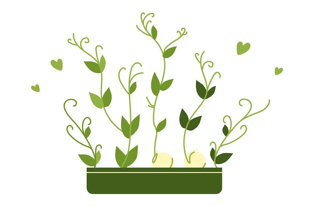 microgreen peas in pot healthy eating hand drawn illustration isolated on white background