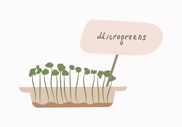 Microgreens The concept of healthy eating Growing superfoods at home Vector flat illustration