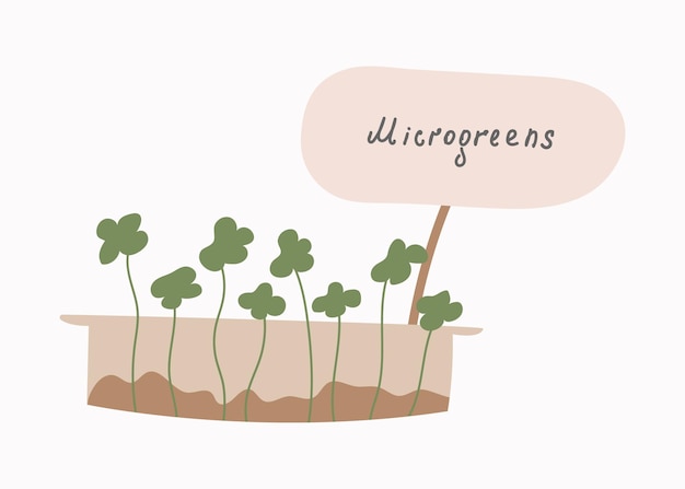 Microgreens The concept of healthy eating Growing superfoods at home Vector flat illustration