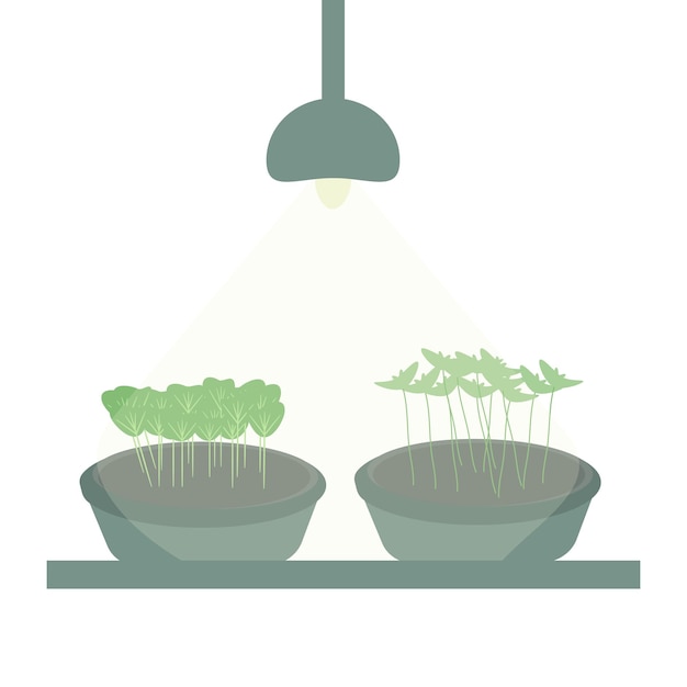 鉢植えと光線下の2種類のマイクログリーン