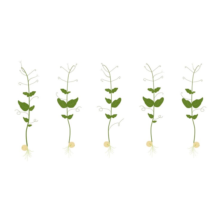 Vector microgreens set of pea sprouts isolated on transparent background