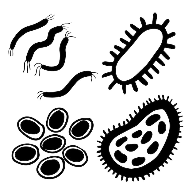 Микроорганизмы в форме вибриобацилли кокуса
