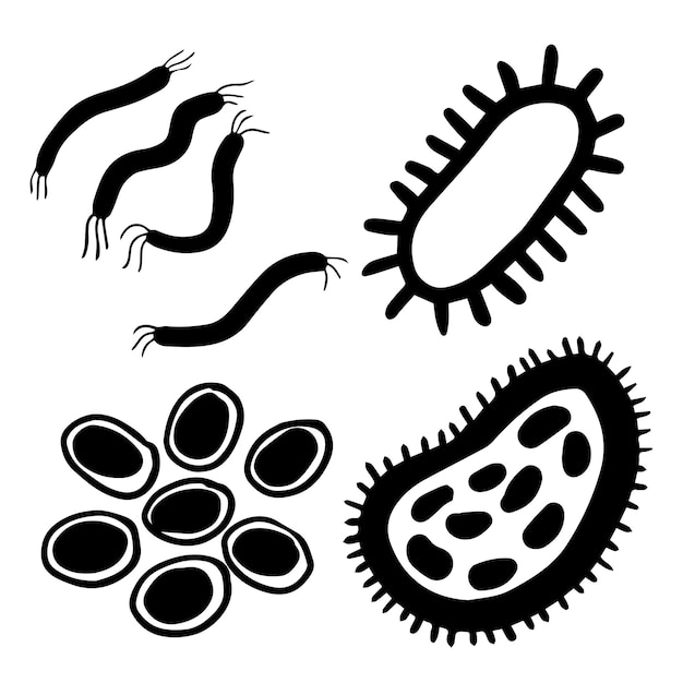 Vector microorganisms in vibrio bacilli coccus shapes