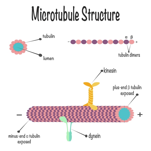 Microtubuli structuur wetenschappelijk vector illustratie diagram