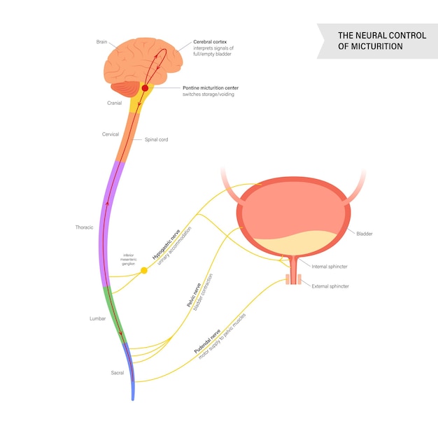 Vector mictie neurale controle