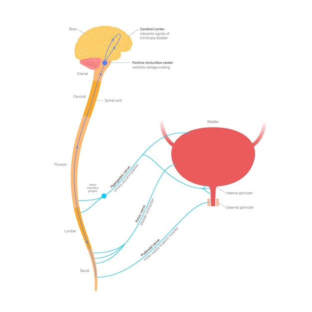 Micturition neural control