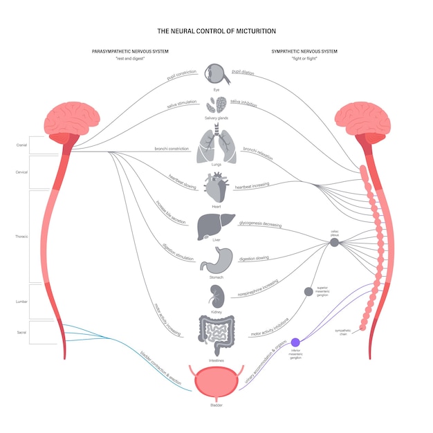 Vector micturition neural control