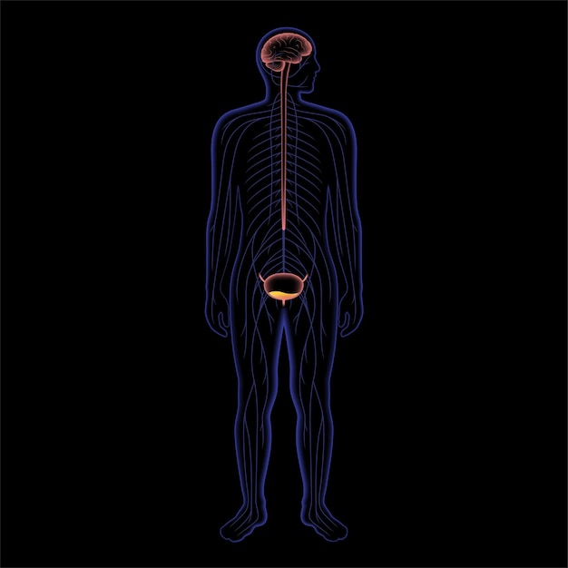 Vector micturition neural control