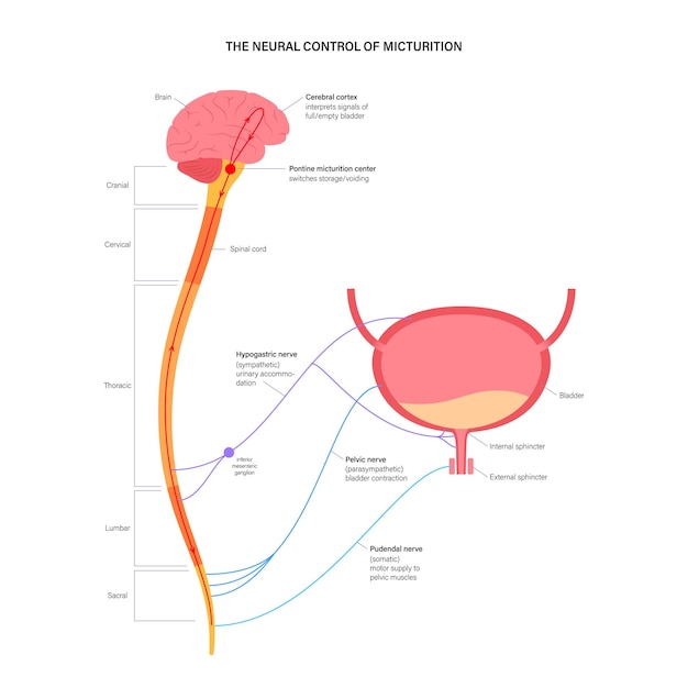 Vettore controllo neurale della minzione