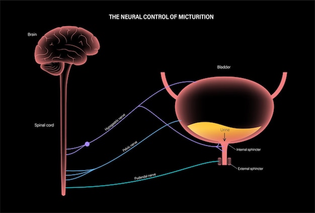 Vector micturition neural control