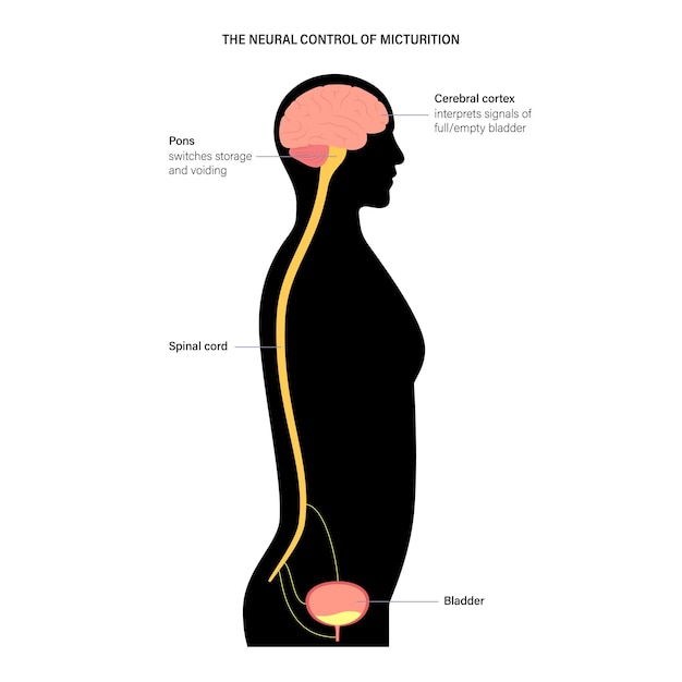 Vector micturition neural control