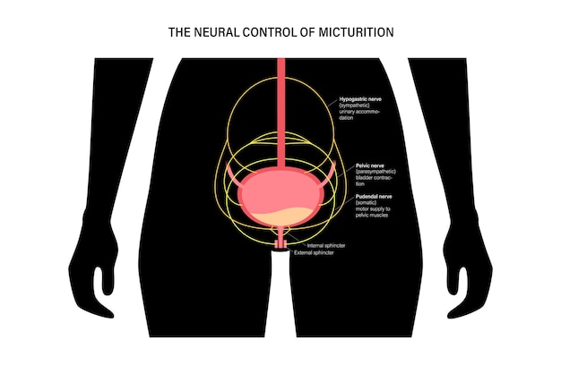Micturition neural control