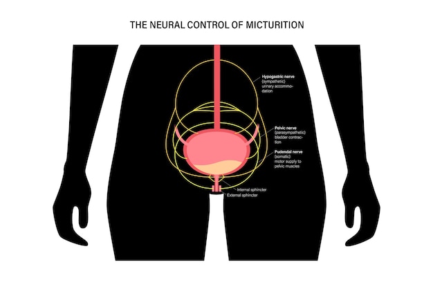 Controllo neurale della minzione