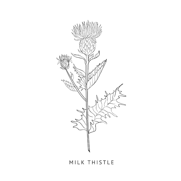 Milk Thistle Hand Drawn Realistic Sketch