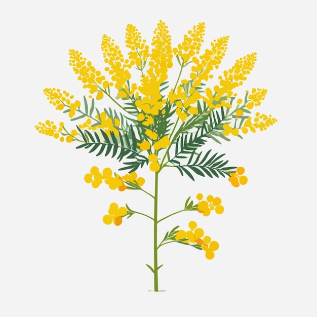 Mimosa bloem vector op witte achtergrond